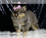 Small #2 Pomeranian