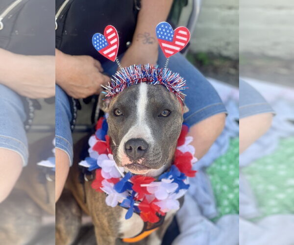Medium Photo #12 Mutt Puppy For Sale in Mount Laurel, NJ, USA