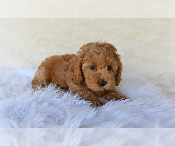 Medium Photo #1 Cock-A-Poo Puppy For Sale in MILLERSBURG, OH, USA
