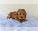 Image preview for Ad Listing. Nickname: Sammy