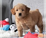 Small Photo #1 Goldendoodle (Miniature) Puppy For Sale in SYRACUSE, IN, USA
