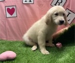 Image preview for Ad Listing. Nickname: Puppers