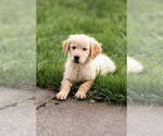 Small Photo #2 Golden Retriever Puppy For Sale in POWERS, OR, USA