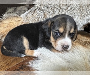 Beagle Puppy for sale in FORDLAND, MO, USA