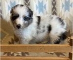 Small #9 Shetland Sheepdog