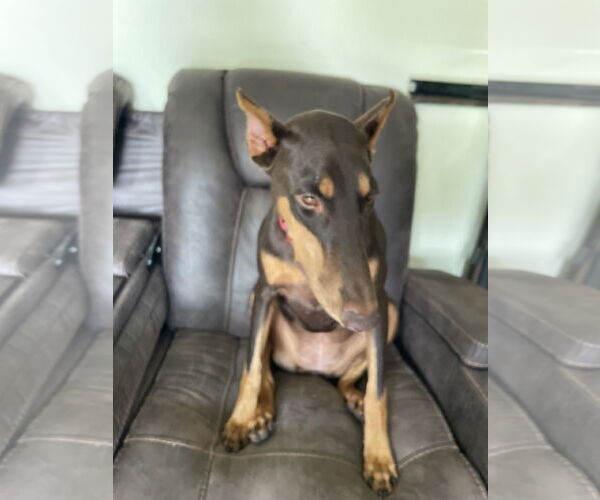 Medium Photo #5 Doberman Pinscher Puppy For Sale in Buffalo, MN, USA
