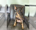 Small #4 Doberman Pinscher