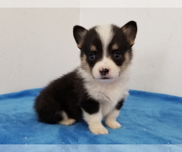 Medium Photo #3 Pembroke Welsh Corgi Puppy For Sale in CLARK, MO, USA