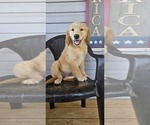 Image preview for Ad Listing. Nickname: Chloes Rose