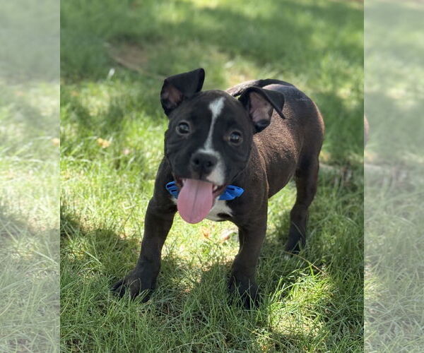 Medium Photo #1 American Pit Bull Terrier-American Staffordshire Terrier Mix Puppy For Sale in Phoenix, AZ, USA
