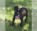 Small American Pit Bull Terrier-American Staffordshire Terrier Mix