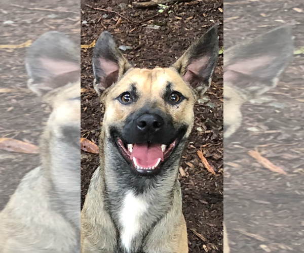 Medium Photo #4 Mutt Puppy For Sale in Rockaway, NJ, USA