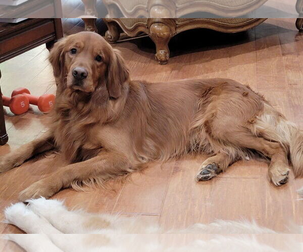 Medium Photo #2 Golden Retriever Puppy For Sale in Glendale , AZ, USA