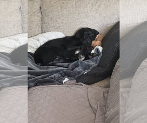 Nugget - Male Labrador Retriever-Unknown Mix Dog for Adoption - Photo #5