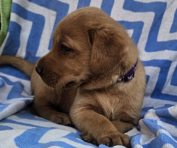 Medium Photo #12 Labrador Retriever Puppy For Sale in BUFFALO, NY, USA