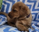 Small #11 Labrador Retriever