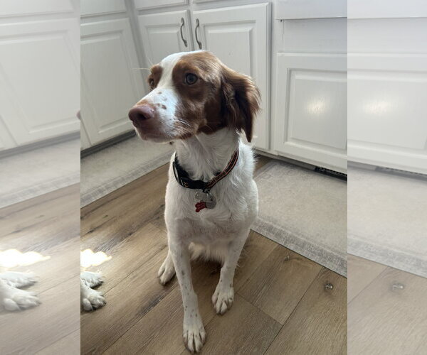Medium Photo #2 Brittany Puppy For Sale in Curwensville, PA, USA