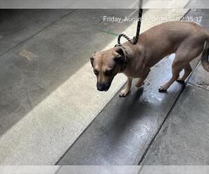 Black Mouth Cur-Unknown Mix Dogs for adoption in Ocala, FL, USA
