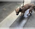 Small Black Mouth Cur Mix
