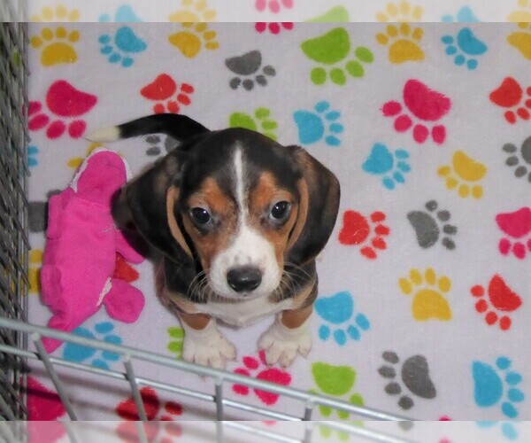 Medium Photo #5 Beagle Puppy For Sale in ORO VALLEY, AZ, USA