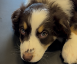Puppy Espresso Australian Shepherd