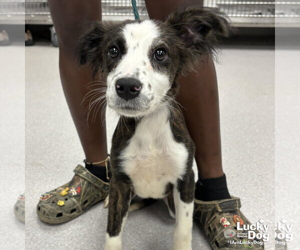 Medium Photo #4 Colonial Cocker Spaniel-Retriever  Mix Puppy For Sale in Washington, DC, USA