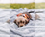 Small #2 Cairn Terrier Mix