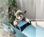 Small #3 French Bulldog