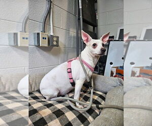 Chihuahua-Unknown Mix Dogs for adoption in Maryville, TN, USA