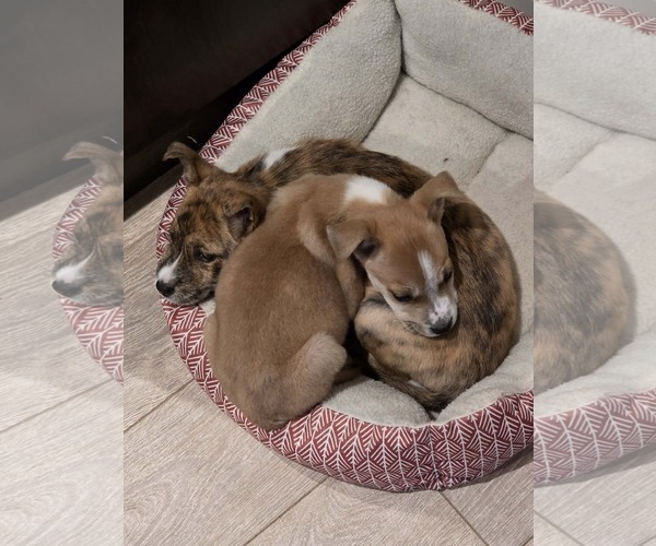 Medium Photo #7 Mutt Puppy For Sale in Sandy, UT, USA