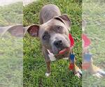 Small #1 American Staffordshire Terrier