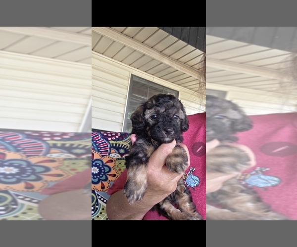 Medium Photo #4 Poodle (Miniature) Puppy For Sale in FRISCO CITY, AL, USA