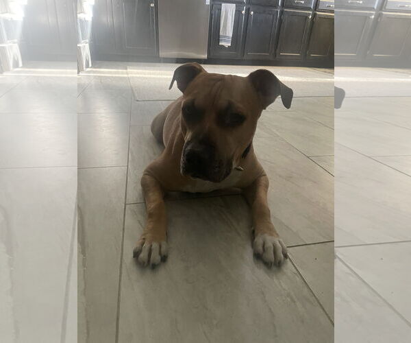 Medium Photo #5 Mutt Puppy For Sale in Chandler, AZ, USA