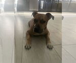 Small #4 Mutt