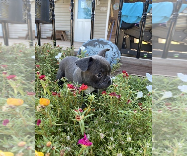 Medium Photo #9 Faux Frenchbo Bulldog Puppy For Sale in FREDONIA, KS, USA