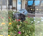 Small #8 Faux Frenchbo Bulldog
