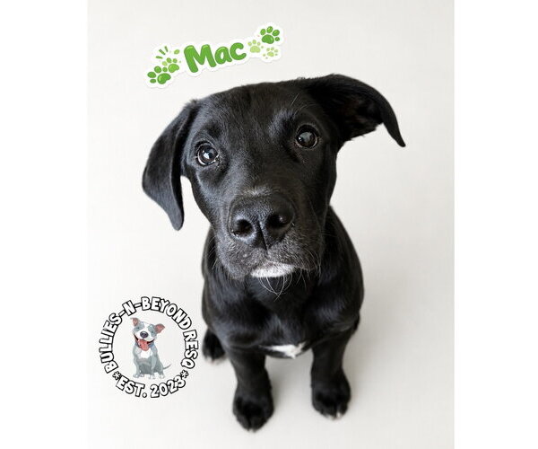 Medium Photo #4 Mutt Puppy For Sale in Omaha, NE, USA