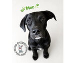 Small #3 Mutt