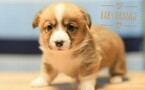 Small Photo #8 Pembroke Welsh Corgi Puppy For Sale in BAKERSFIELD, CA, USA