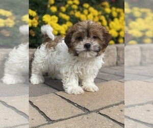 Havanese Puppy for sale in CANOGA, NY, USA