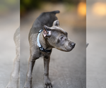 Small #30 Cane Corso