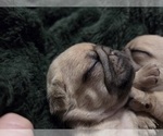 Small Photo #45 Pug Puppy For Sale in HILLSDALE, MI, USA