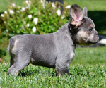 Small #2 French Bulldog