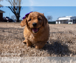 Puppy Violet Goldendoodle (Miniature)