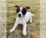 Small #2 Texas Heeler