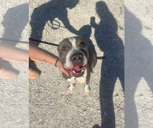 Medium Photo #3 American Pit Bull Terrier-Unknown Mix Puppy For Sale in Foristell, MO, USA