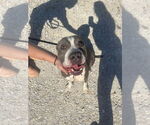 Small #2 American Pit Bull Terrier Mix