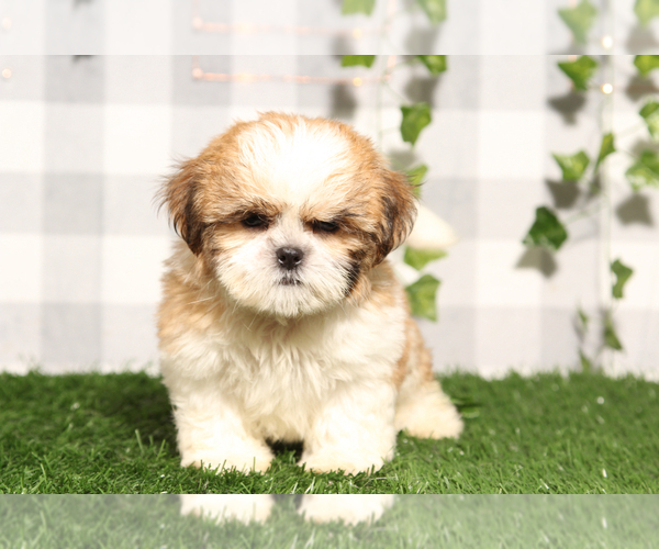 Medium Photo #1 Shih Tzu Puppy For Sale in MARIETTA, GA, USA