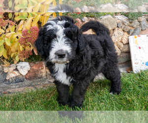 Bernedoodle (Miniature) Puppy for sale in ROY, UT, USA