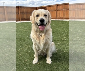 Father of the Golden Retriever puppies born on 05/18/2025